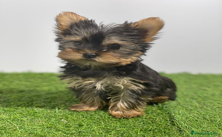 Yorkshire Terrier perros - Propaganda 1