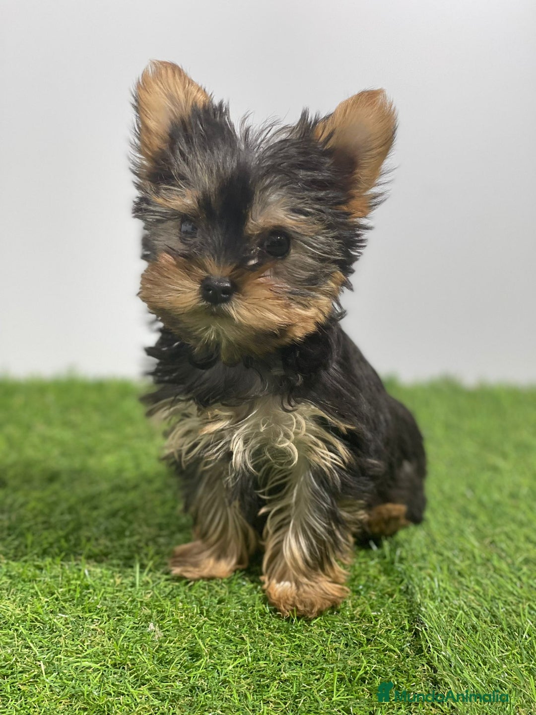 Yorkshire Terrier perros en venta: YORKSHIRE - Imagen 1