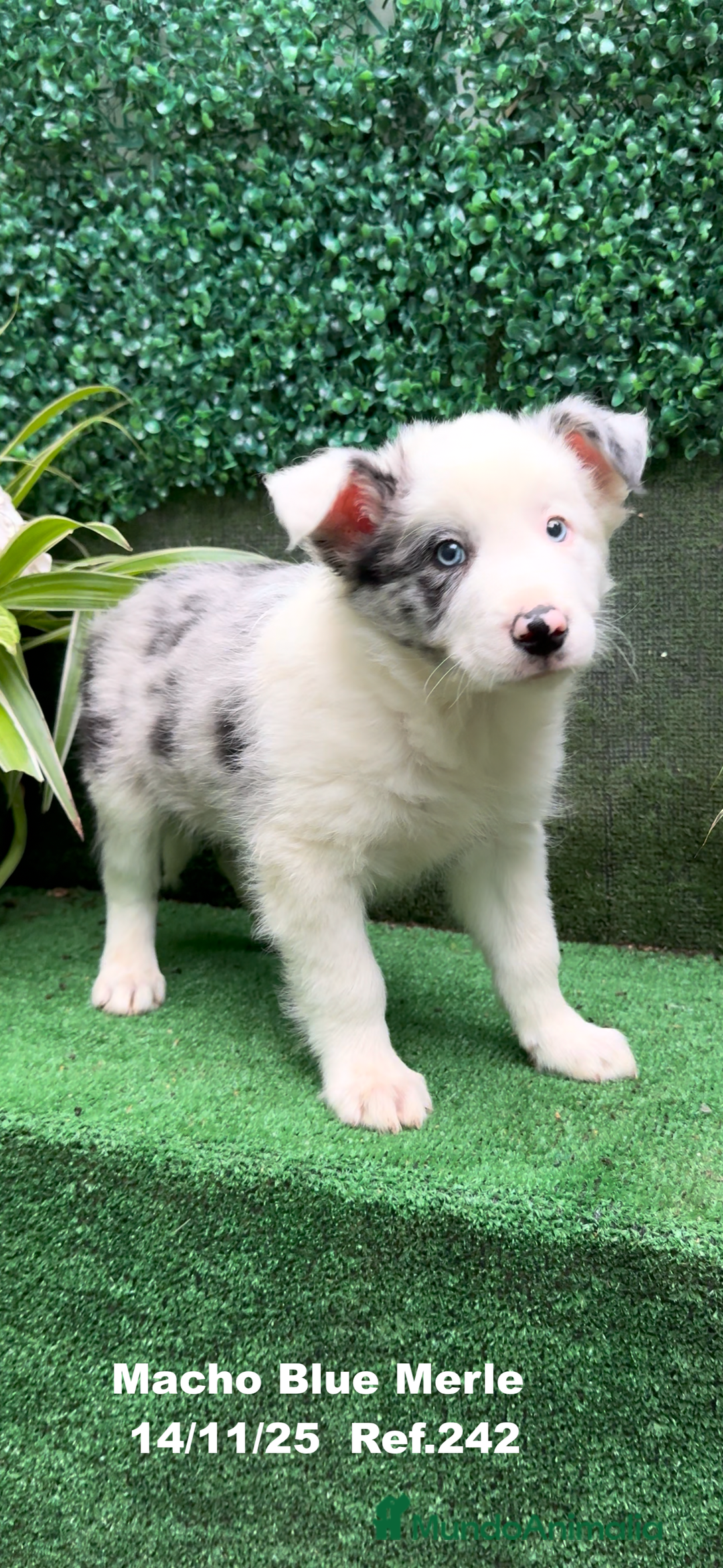 Border Collie perros en venta: Border Collie De Villa Biznaga - Anuncio 7