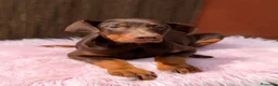 Dobermann perros en venta: Doberman chocolate americana  - Anuncio 4