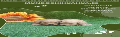 Caniche Toy Cachorro 8
