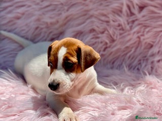 Jack Russell Terrier perros - Anuncio 20