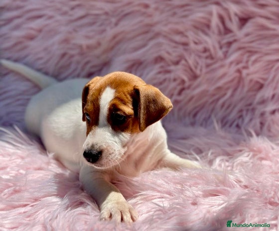 Jack Russell Terrier perros - Anuncio 7