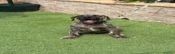 Presa Canario perros en venta: Disponible presa canario  - Anuncio 3