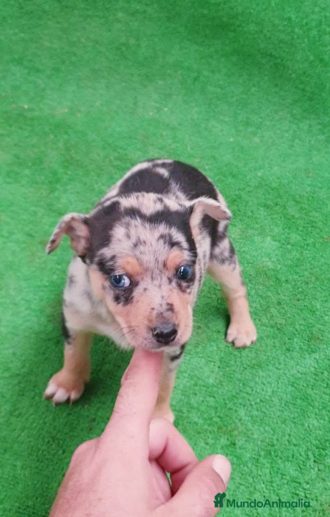 Pinscher Alemán perros en venta: ## Pincher ## - Anuncio 3