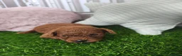 Caniche Toy perros en venta: Caniche Toy rojo cachorros | Criadero 4Patas - Anuncio 2