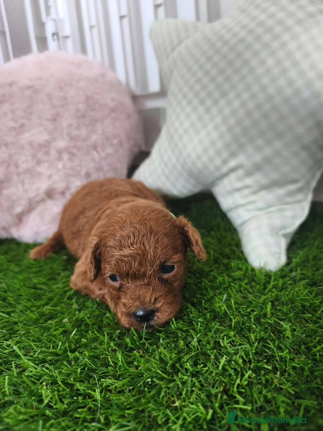 Caniche Toy perros en venta: Caniche Toy rojo cachorros | Criadero 4Patas - Anuncio 2