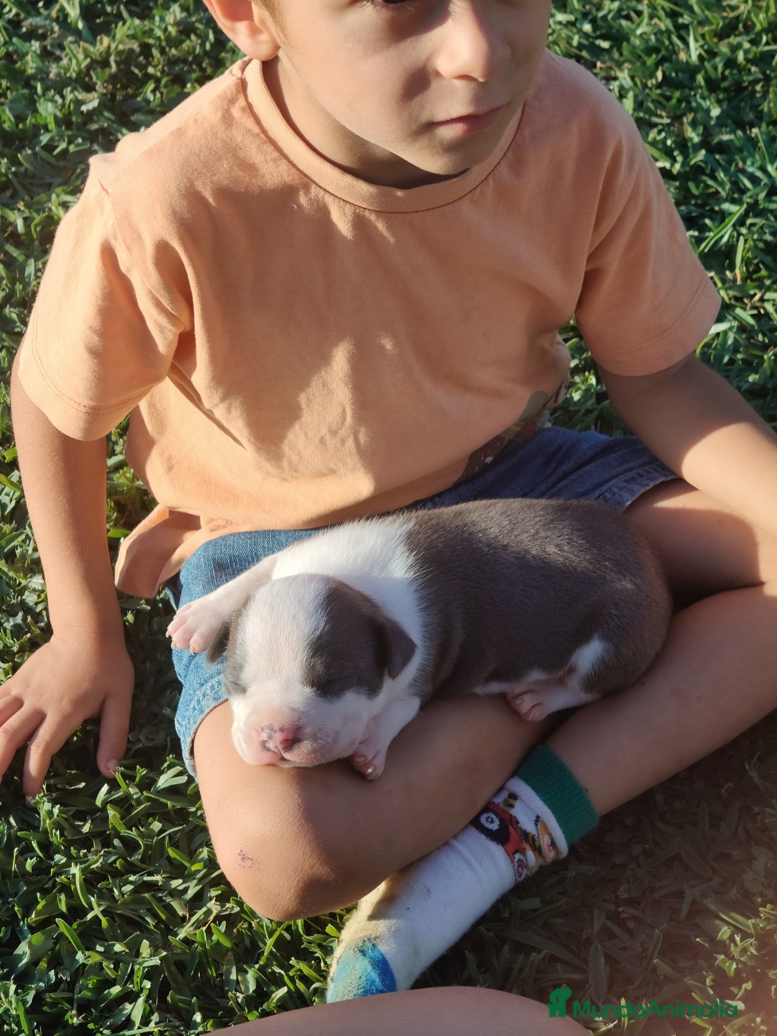 American Staffordshire-Terrier perros en venta: PEDIGREE AMERICAN STAFFORDSHIRE TERRIER BLUE  - Anuncio 5
