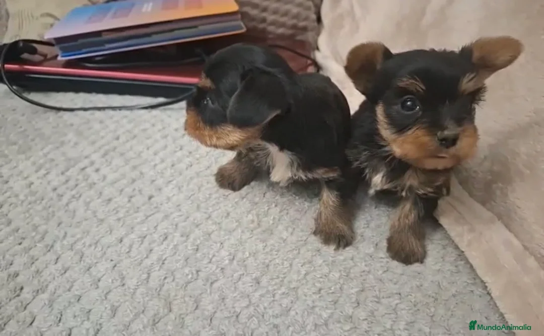 Yorkshire Terrier perros en venta: Preciosos Yorkshire toys disponibles!! en Sevilla - Anuncio 4