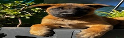 Pastor Belga Malinois perros en venta: Pastor Belga Malinois - Anuncio 27