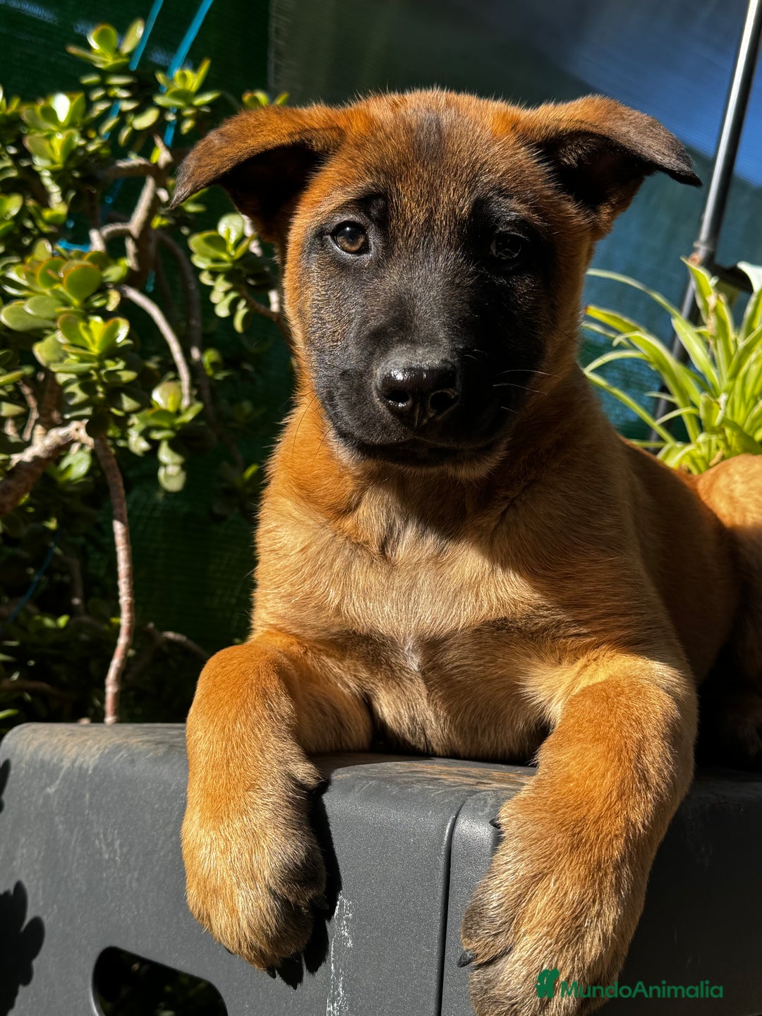 Pastor Belga Malinois perros en venta: Pastor Belga Malinois - Anuncio 27