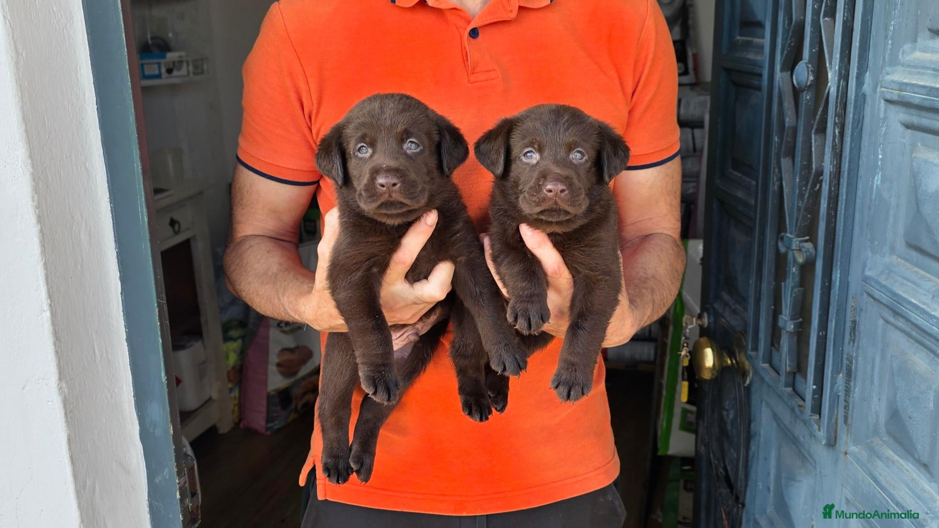 Labrador Retriever perros LABRADOR CHOCOLATE DISPONIBLE - Anuncio 2