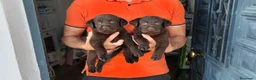 Labrador Retriever perros en venta: LABRADOR CHOCOLATE DISPONIBLE - Anuncio 2