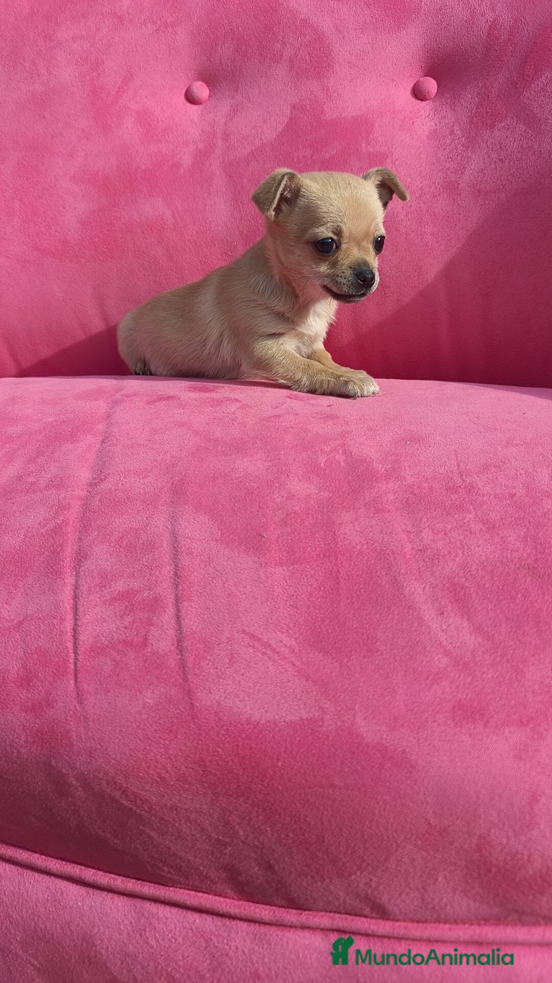 Chihuahua perros en venta: Chihuahua hembra disponible  - Anuncio 5