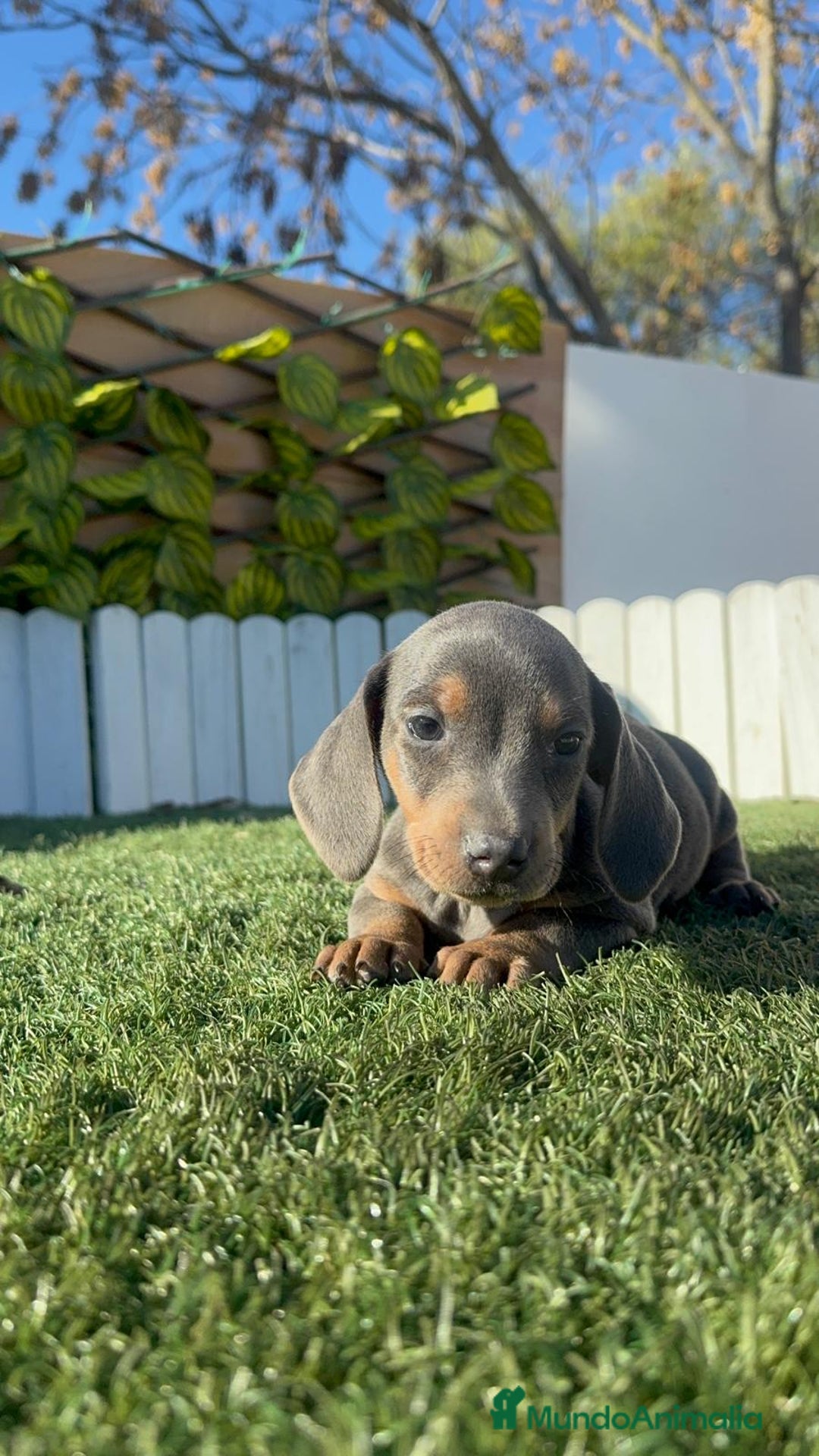 Teckel Miniatura perros en venta: TECKEL BLUE- MACHOS Y HEMBRAS DISPONIBLES - Anuncio 10