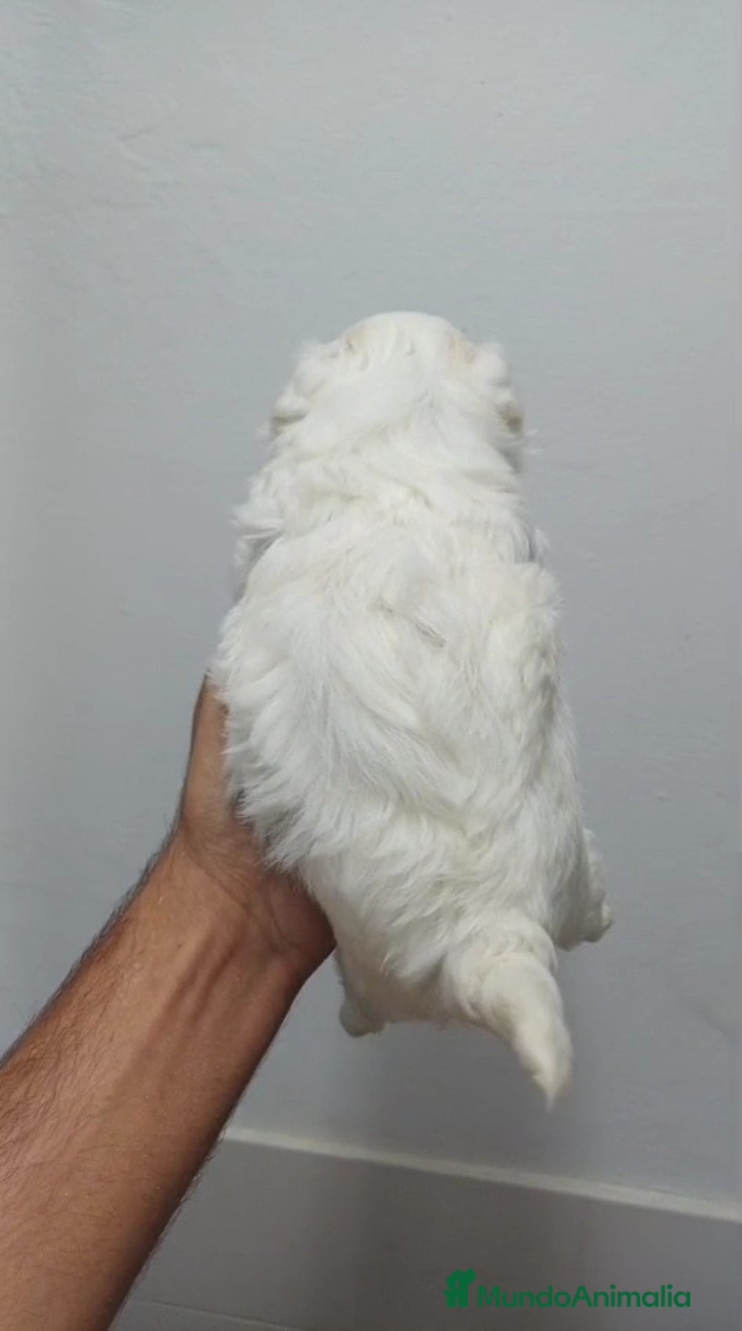 Bichón Maltés perros en venta: Bichon Maltés Americano  - Imagen 4