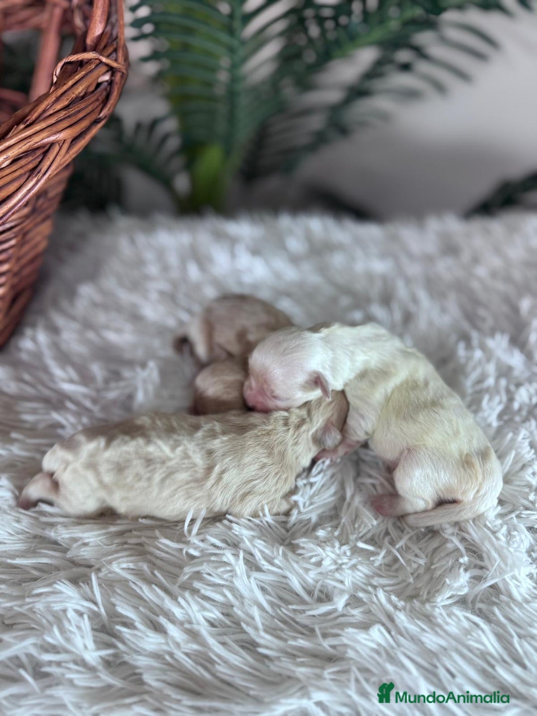 Maltipoo perros en venta: MALTIPOO  - Anuncio 25