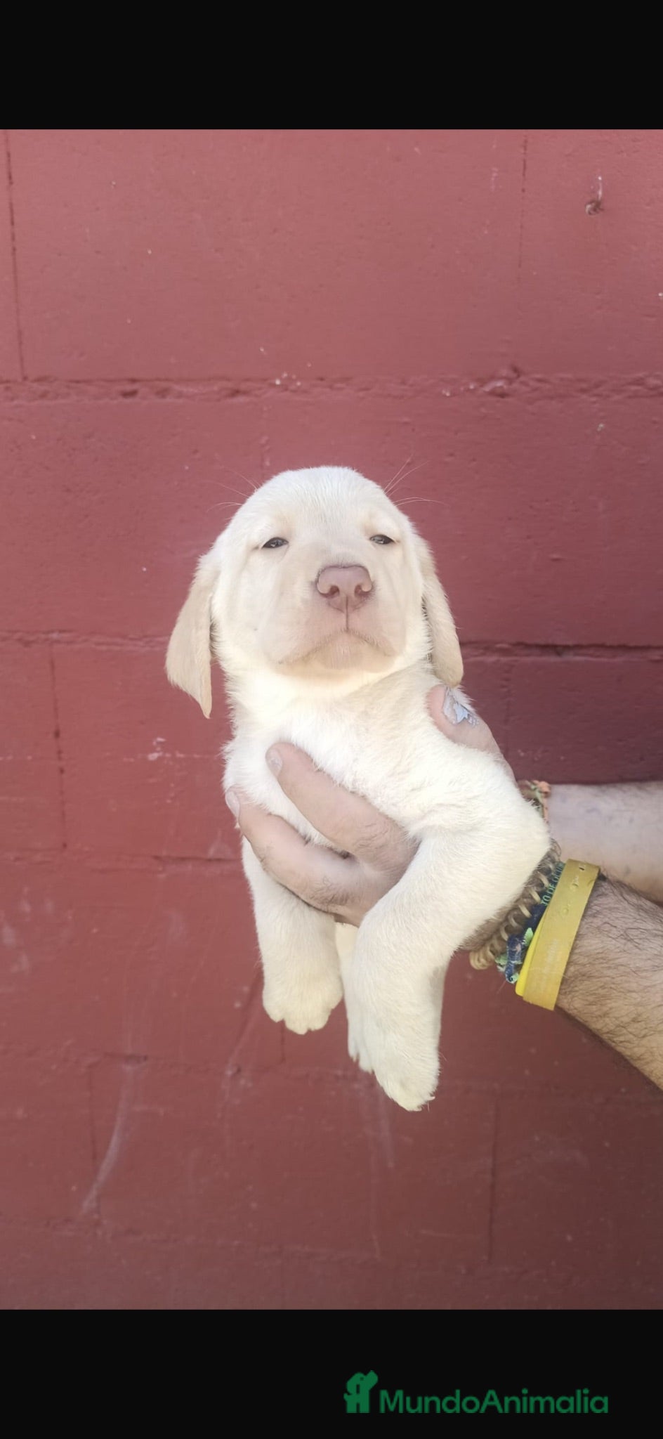 Labrador Retriever perros Labradores retriever dorados🩷🩵🐶🐾 - Anuncio 1