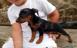 Pinscher Alemán perros en venta: Pincher blue merle - Imagen 3