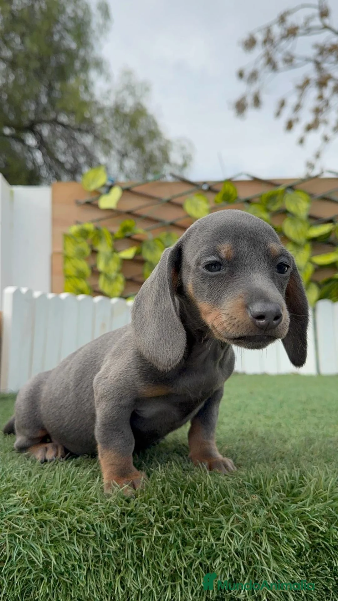 Teckel Miniatura perros en venta: TECKEL MINIATURA BLE - Anuncio 11