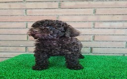 Caniche Enano perros en venta: Caniche - Imagen 18