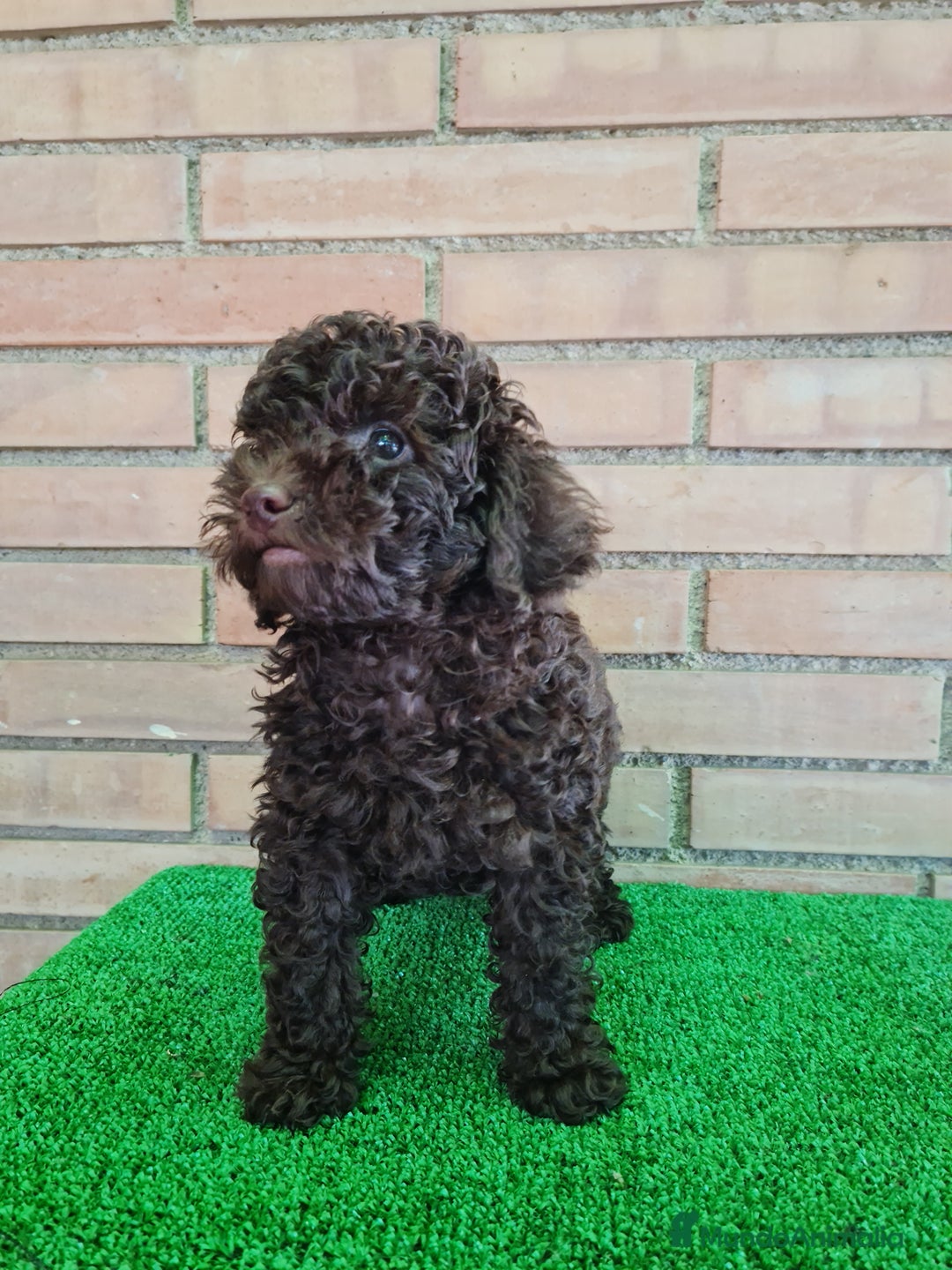 Caniche Enano perros en venta: Caniche - Imagen 18