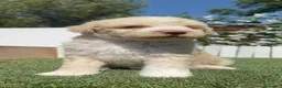 Perro de Agua Español perros en venta: PERRO DE AGUA  - Anuncio 5