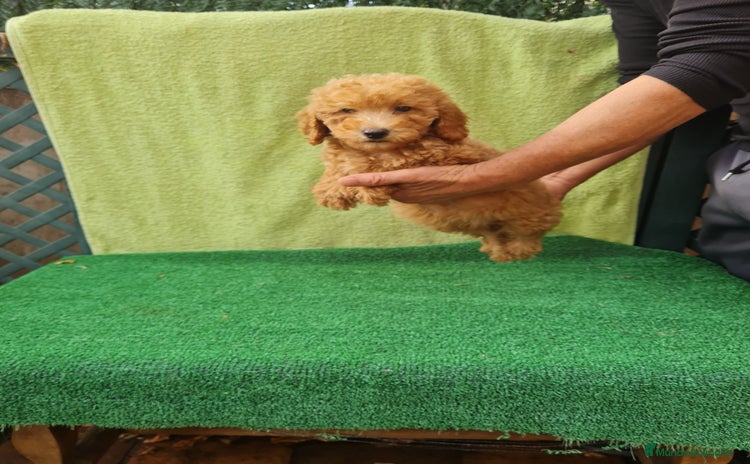 Caniche Toy perros - Anuncio 6