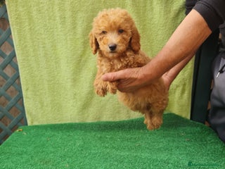 Caniche Toy perros - Anuncio 6