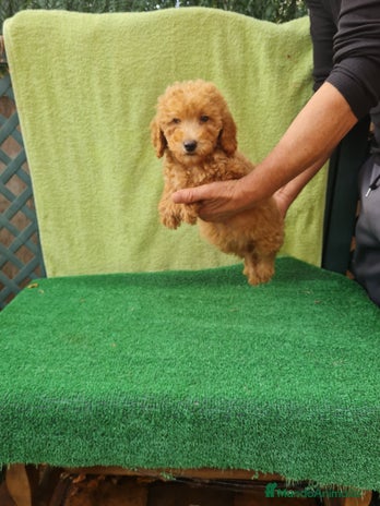 Caniche Toy perros - Anuncio 6