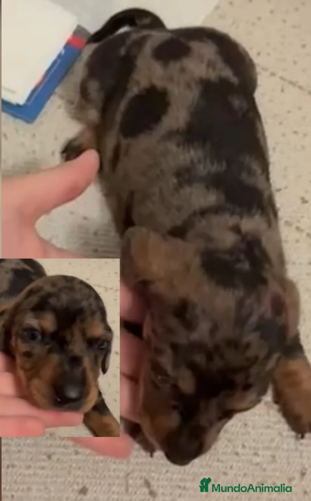 Teckel perros en venta: Teckel Mini Hembra Arlequin Plata - Anuncio 3