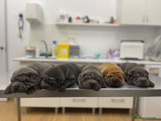 Shar Pei perros BEBES SHAR PEI AZULES en Málaga - Anuncio 22