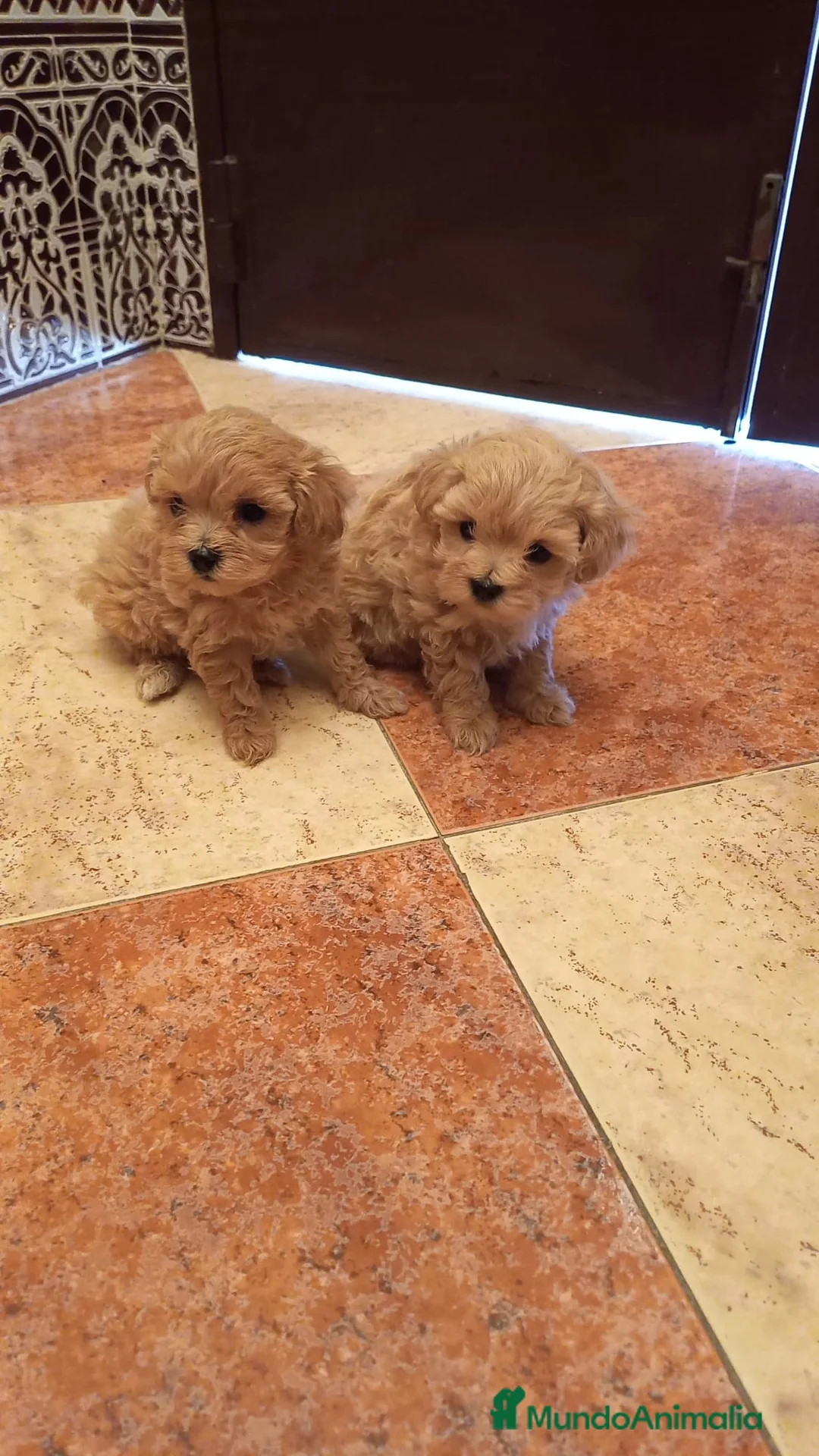 Caniche Toy perros en venta: PRECIOSOS CANICHE  ROJO LINEA ASIÁTICO  - Anuncio 16