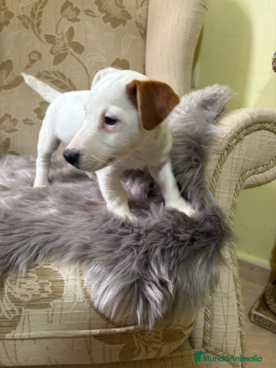 Jack Russell Terrier perros en venta: Cachorros de Jack Russell  - Imagen 17