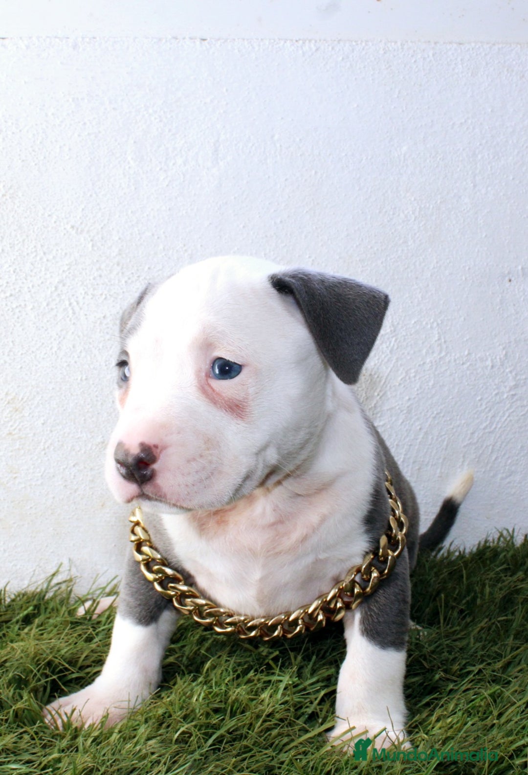 American Pit Bull Terrier perros en venta: American pitbull terrier criado todo en casa - Imagen 10