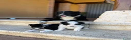 Border Collie perros en venta: Border collie  - Anuncio 2