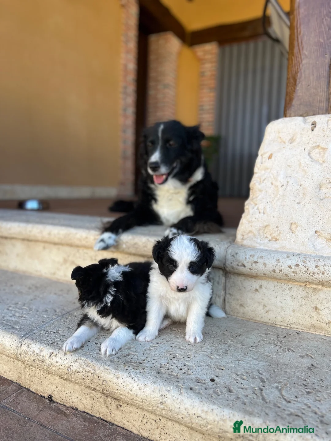Border Collie perros en venta: Border collie  - Anuncio 2