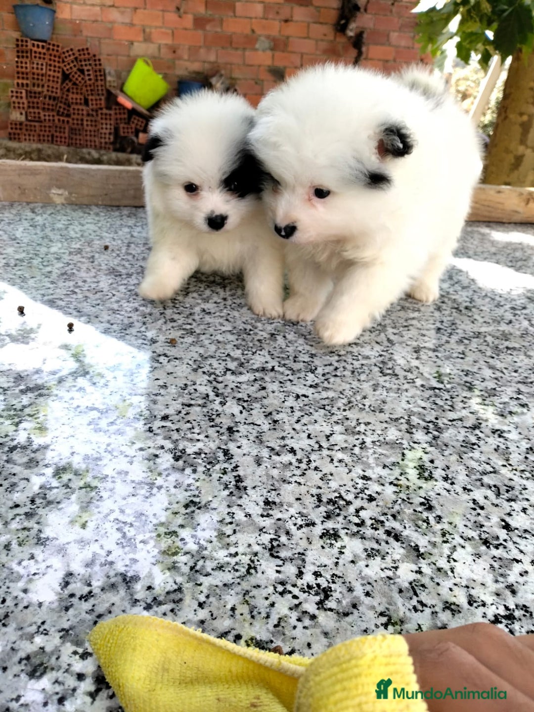 Pomerania perros en venta: camadas de pomerania  - Imagen 2