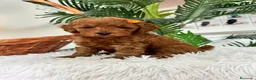 Caniche Toy perros en venta: CANICHE TOY - Anuncio 20