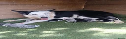 Border Collie perros en venta: Border collie  - Anuncio 2