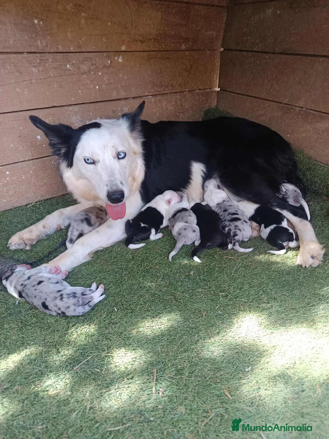 Border Collie perros en venta: Border collie  - Anuncio 2