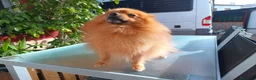 Pomerania perros en venta: Cachorros pomerania  - Anuncio 4