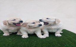 Golden Retriever perros en venta: Espectaculares ejemplares de GOLDEN RETRIEVER  - Anuncio 2