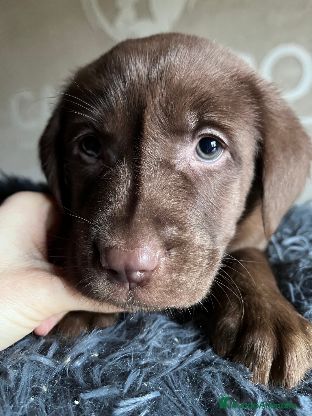 Labrador Retriever perros en venta: Labradores chocolate  - Anuncio 4