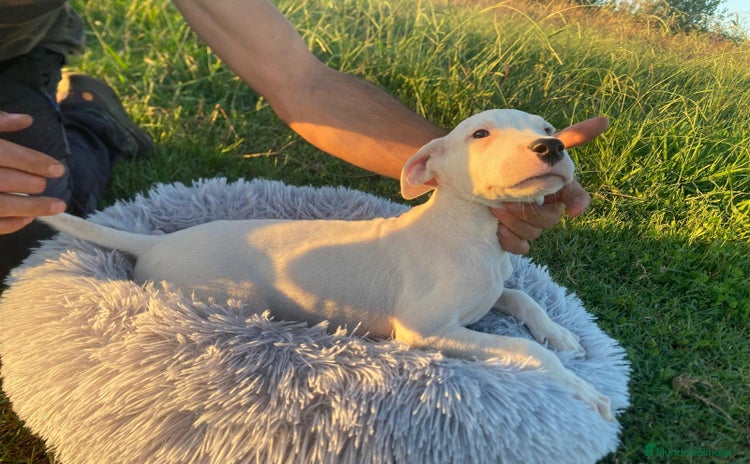Dogo Argentino perros - Anuncio 1