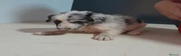 Border Collie perros en venta: BORDER COLLIE - Anuncio 12