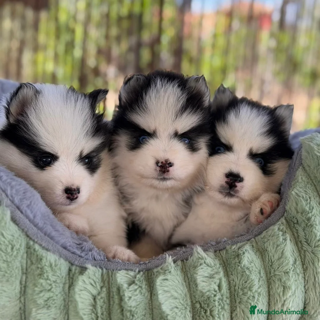 Pomsky perros en venta: Pomsky  - Anuncio 1