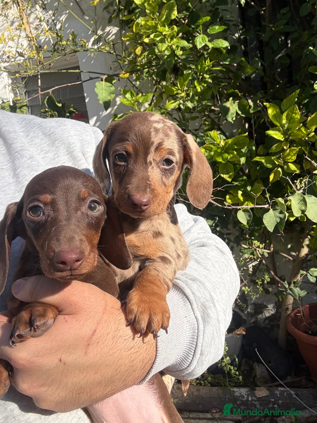 Teckel perros en venta: Teckels mini y kaninchen  - Anuncio 2