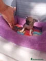 Chihuahua Cachorro 13