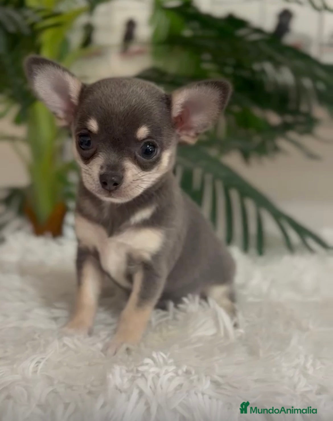 Chihuahua perros CHIHUAHUA 🎀 - Anuncio 1